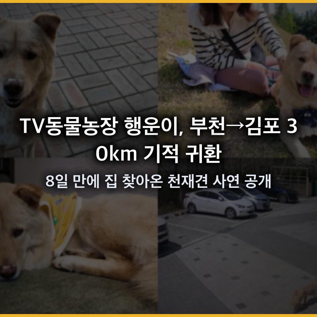 TV동물농장 행운이, 부천→김포 30km 기적 귀환…8일 만에 집 찾아온 천재견 사연 공개