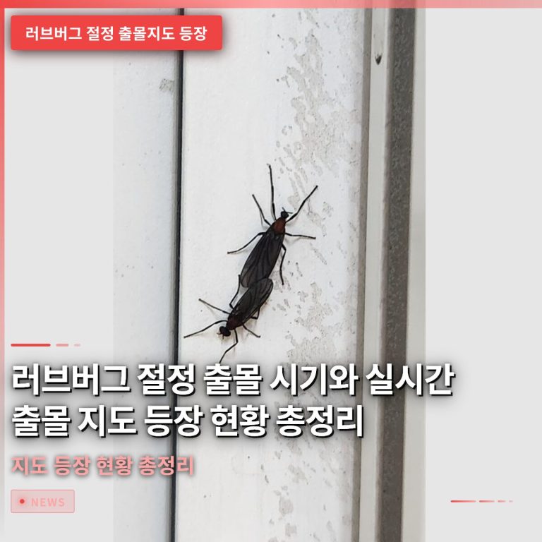 러브버그 절정 출몰 시기와 실시간 출몰 지도 등장 현황 총정리