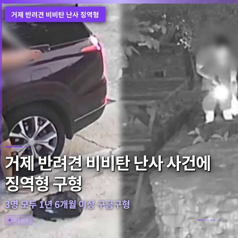 거제 반려견 비비탄 난사 사건에 징역형 구형…3명 모두 1년 6개월 이상 구금구형