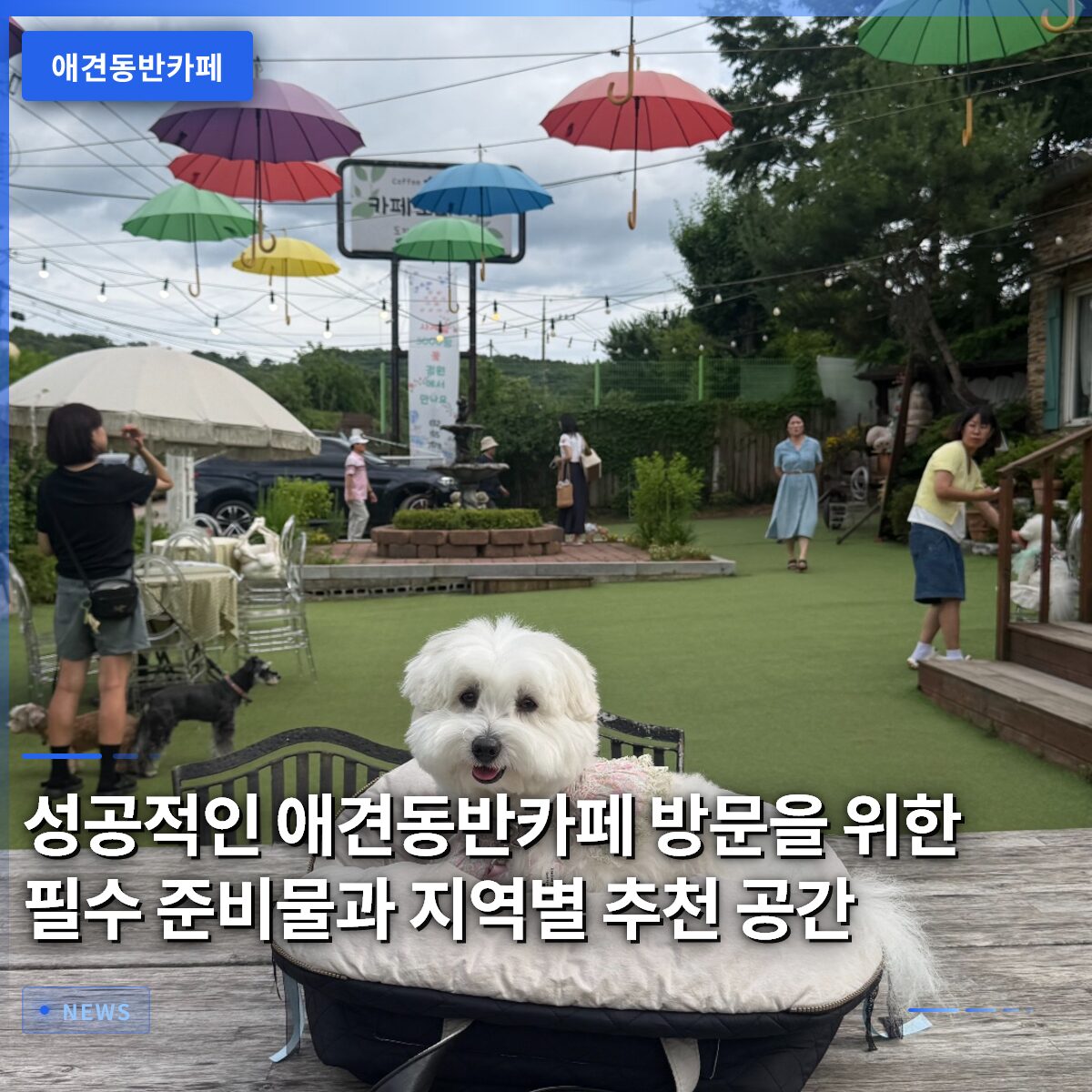 성공적인 애견동반카페 방문을 위한 필수 준비물과 지역별 추천 공간