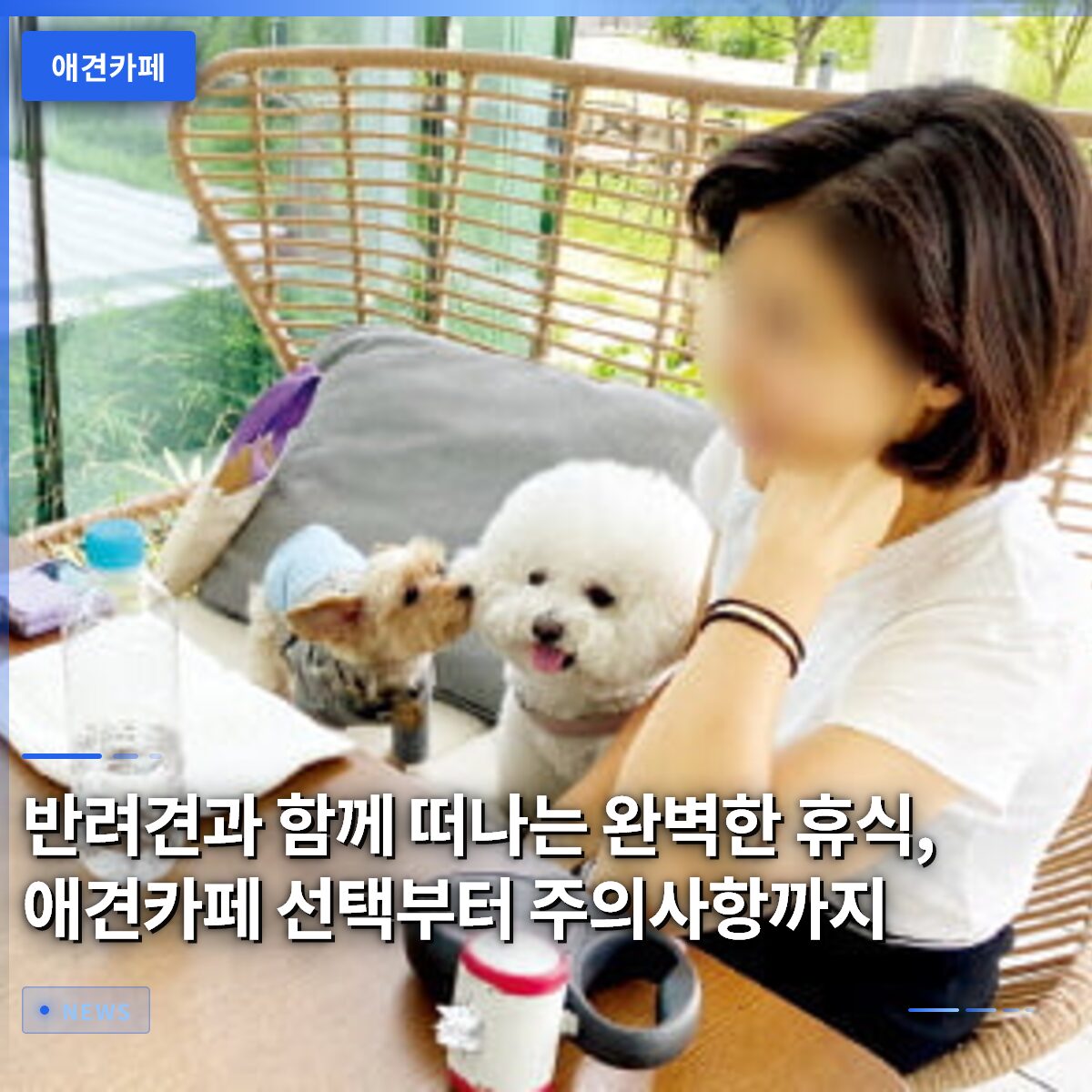 반려견과 함께 떠나는 완벽한 휴식, 애견카페 선택부터 주의사항까지