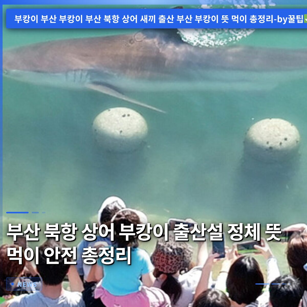 부산 북항 상어 부캉이 출산설 정체 뜻 먹이 안전 총정리