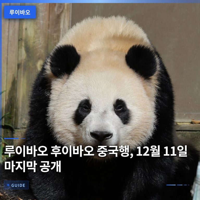루이바오 후이바오 중국행, 12월 11일 마지막 공개
