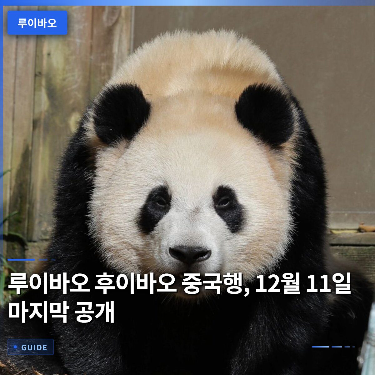 루이바오 후이바오 중국행, 12월 11일 마지막 공개